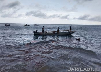 Kosmologi Penangkapan Paus di Lamalera NTT Selaras dengan Konservasi Integratif