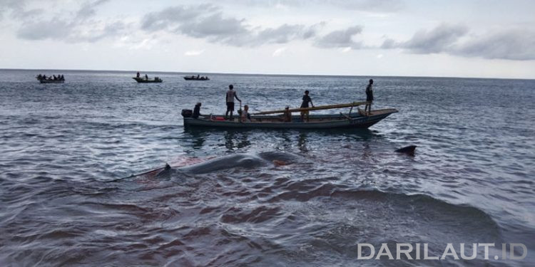 Kosmologi Penangkapan Paus di Lamalera NTT Selaras dengan Konservasi Integratif