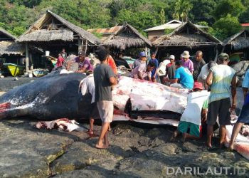 Pendekatan Konservasi Integratif Paus Berbasis Kosmologi Masyarakat Adat Lamalera