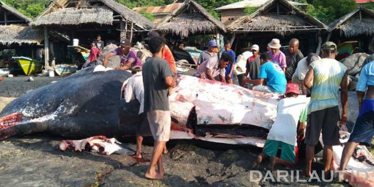 Pendekatan Konservasi Integratif Paus Berbasis Kosmologi Masyarakat Adat Lamalera