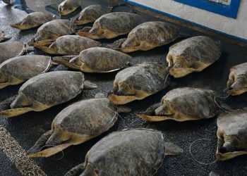 21 Penyu Hijau Selundupan di Bali Dilepas ke Habitat Aslinya