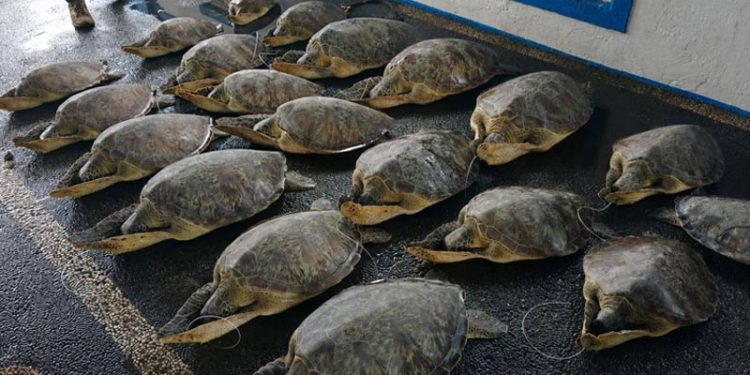 21 Penyu Hijau Selundupan di Bali Dilepas ke Habitat Aslinya