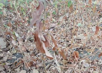El Niño Menguat, BMKG: Waspadai Kekeringan, Karhutla dan Angin Kencang