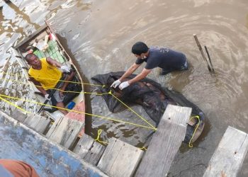 Lumba-Lumba Hidung Botol Panjang 2,2 Meter Ditemukan Kondisi Kode 3 di Kutai Kartanegara