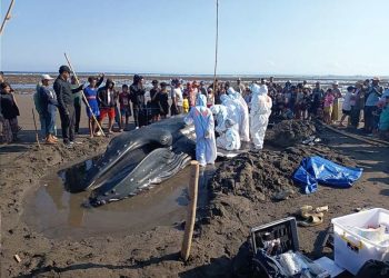 Favorit Pengamat Paus Megaptera novaeangliae Ditemukan Terdampar di Pantai Jembrana Bali