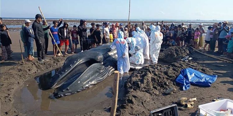 Favorit Pengamat Paus Megaptera novaeangliae Ditemukan Terdampar di Pantai Jembrana Bali