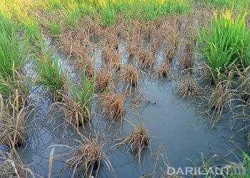 Sawah Tergenang Picu Emisi Metana