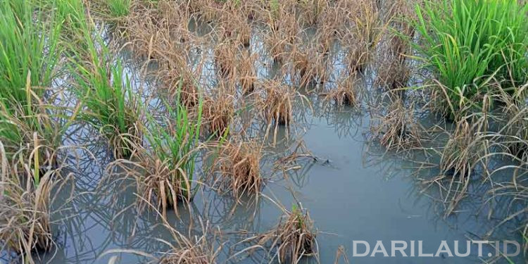 Sawah Tergenang Picu Emisi Metana