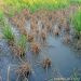 Sawah Tergenang Picu Emisi Metana