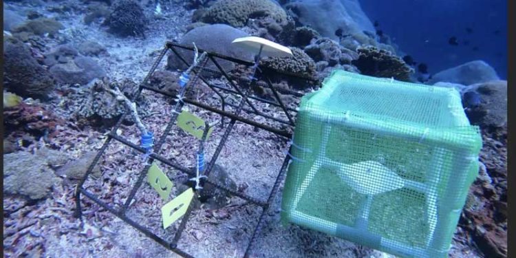 Efektivitas Restorasi Terumbu Karang dengan Memastikan Fungsi Ekosistemnya Pulih