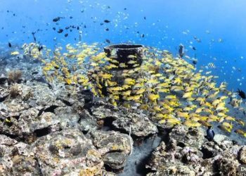 Restorasi Terumbu Karang Memerlukan Data Jangka Panjang