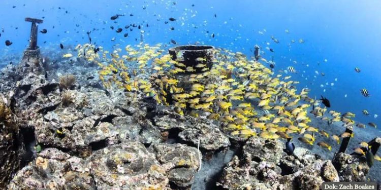 Restorasi Terumbu Karang Memerlukan Data Jangka Panjang