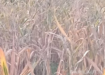 El Niño Tidak Menyerang Semua Tempat dengan Cara yang Sama