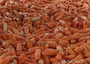 Dampak Gelombang Panas dan El Niño Harga Jagung Dunia Naik 3,6 Persen