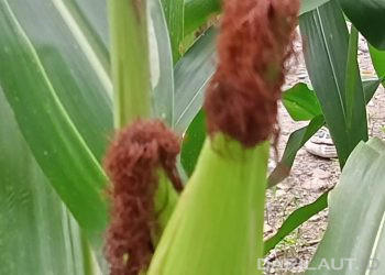 Peneliti UNG Temukan Cara Menangkal Nyamuk Malaria Dengan Rambut Jagung dan Daun Pepaya