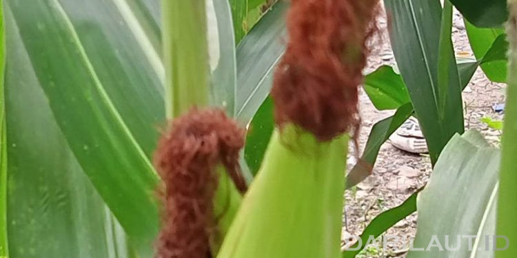 Peneliti UNG Temukan Cara Menangkal Nyamuk Malaria Dengan Rambut Jagung dan Daun Pepaya