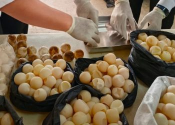 Balai Pengelolaan Kelautan Pontianak Tangani 1.286 Telur Penyu di Sambas