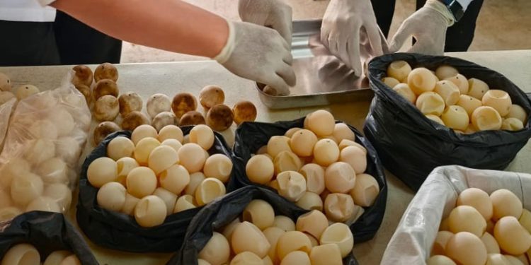 Balai Pengelolaan Kelautan Pontianak Tangani 1.286 Telur Penyu di Sambas
