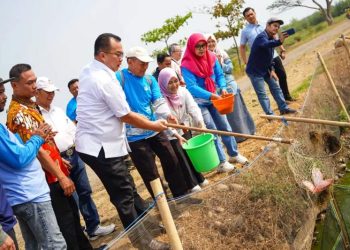 Lahan Terdampak Banjir Rob Dapat Dimanfaatkan Menanam Padi, Budi Daya Rumput Laut dan Ikan