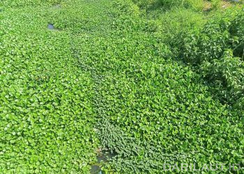 Esai Foto: Eceng Gondok Menutup Permukaan Sungai Bolango di Kota Gorontalo