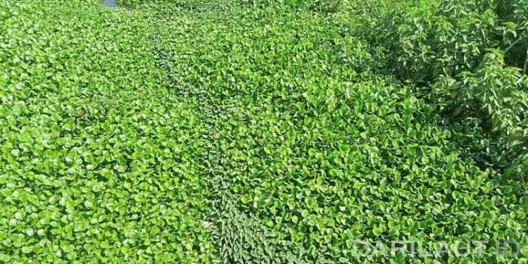 Esai Foto: Eceng Gondok Menutup Permukaan Sungai Bolango di Kota Gorontalo