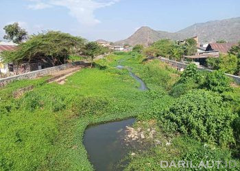 Esai Foto: Eceng Gondok Menutup Permukaan Sungai Bolango di Kota Gorontalo
