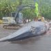 Paus Sperma Betina Panjang Hampir 10 Meter Mati Terdampar di Pulau Ternate