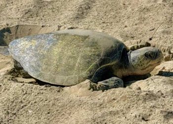 Pertama Kali Penyu Lekang Bertelur di Pantai California