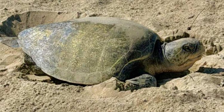Pertama Kali Penyu Lekang Bertelur di Pantai California