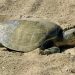 Pertama Kali Penyu Lekang Bertelur di Pantai California