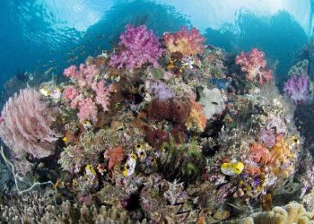 Kearifan Lokal Raja Ampat Diwariskan Untuk Menjaga Kelestarian Pesisir dan Laut