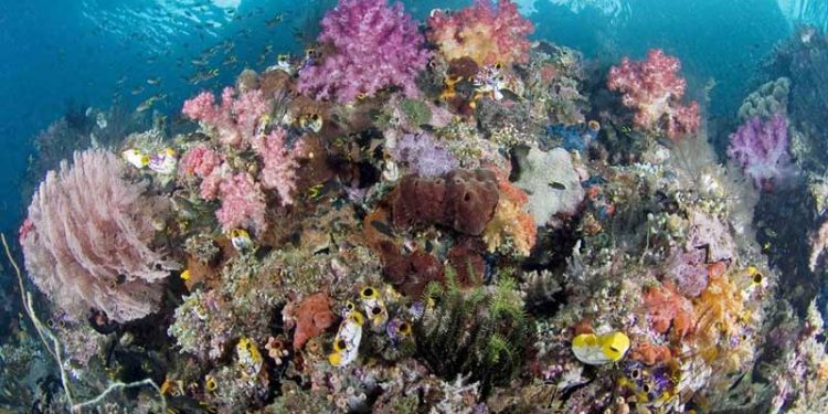 Kearifan Lokal Raja Ampat Diwariskan Untuk Menjaga Kelestarian Pesisir dan Laut