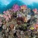 Kearifan Lokal Raja Ampat Diwariskan Untuk Menjaga Kelestarian Pesisir dan Laut