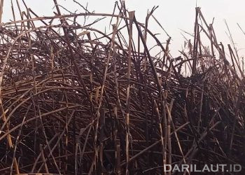 BMKG Deteksi Ratusan Titik Panas dan Sebaran Asap di Sejumlah Wilayah Indonesia