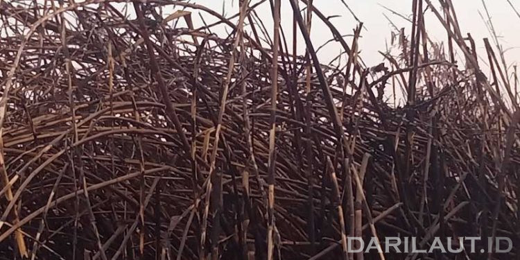 BMKG Deteksi Ratusan Titik Panas dan Sebaran Asap di Sejumlah Wilayah Indonesia