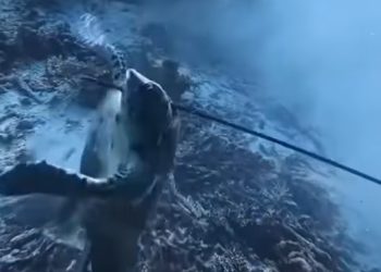 Instruktur Selam Pemanah Penyu di Raja Ampat Ditangkap, SSI Mengecam Perlakuan Buruk Terhadap Biota Laut