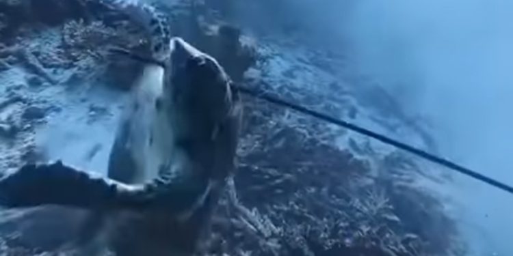 Instruktur Selam Pemanah Penyu di Raja Ampat Ditangkap, SSI Mengecam Perlakuan Buruk Terhadap Biota Laut