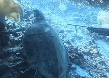 Instruktur Selam yang Diduga Pelaku Perburuan Penyu di Raja Ampat Diperiksa Polisi