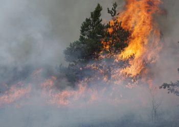 Kebakaran Hutan: Asap Mengubah Bencana Lokal Menjadi Polusi Udara Berskala Benua