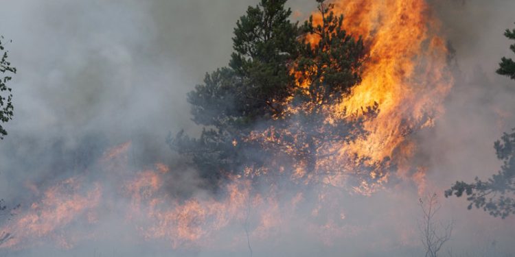Kebakaran Hutan: Asap Mengubah Bencana Lokal Menjadi Polusi Udara Berskala Benua