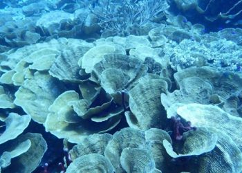Pemutihan Karang Massal Setelah Peristiwa El Niño di Raja Ampat