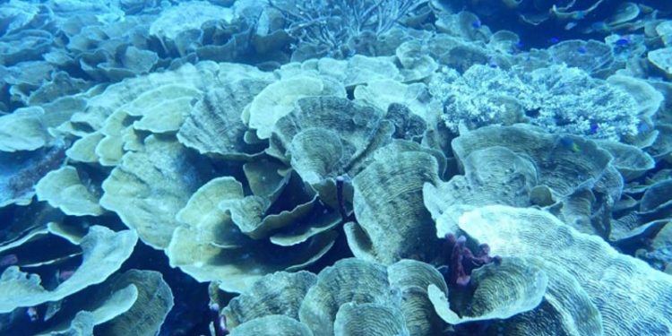 Pemutihan Karang Massal Setelah Peristiwa El Niño di Raja Ampat