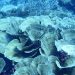 Pemutihan Karang Massal Setelah Peristiwa El Niño di Raja Ampat
