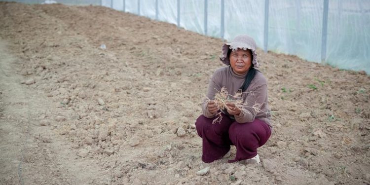 Kekeringan Akibat El Niño Menghantam Kamboja