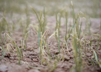 Kamboja Memiliki Risiko Tinggi Mengalami Kekeringan Parah Selama Siklus El Niño