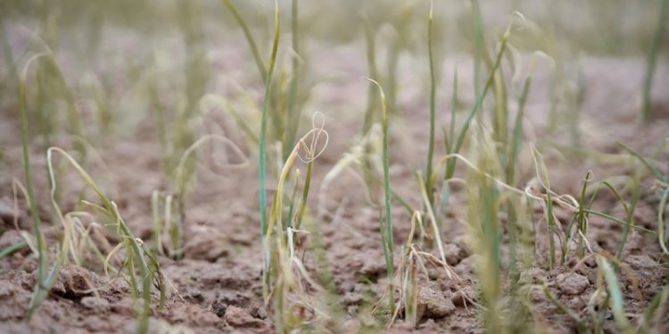 Kamboja Memiliki Risiko Tinggi Mengalami Kekeringan Parah Selama Siklus El Niño