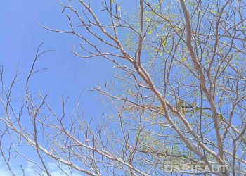 Atmosfer Kering, El Niño Sangat Kuat dan IOD Positif Kurangi Pasokan Uap Air
