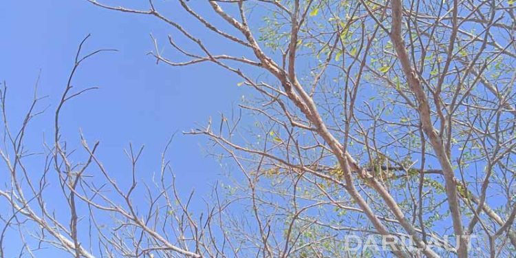 Atmosfer Kering, El Niño Sangat Kuat dan IOD Positif Kurangi Pasokan Uap Air