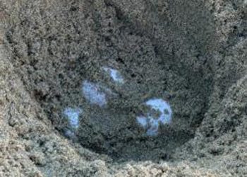 Panas Laut dan El Niño Mungkin Bikin Penyu Lekang Pertama Kali Bertelur di Pantai California