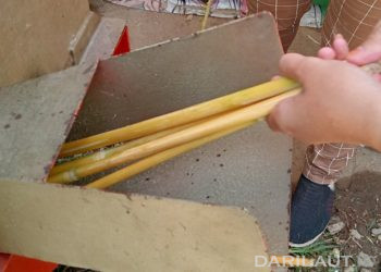 Tanaman Sorgum untuk Pangan Berkelanjutan